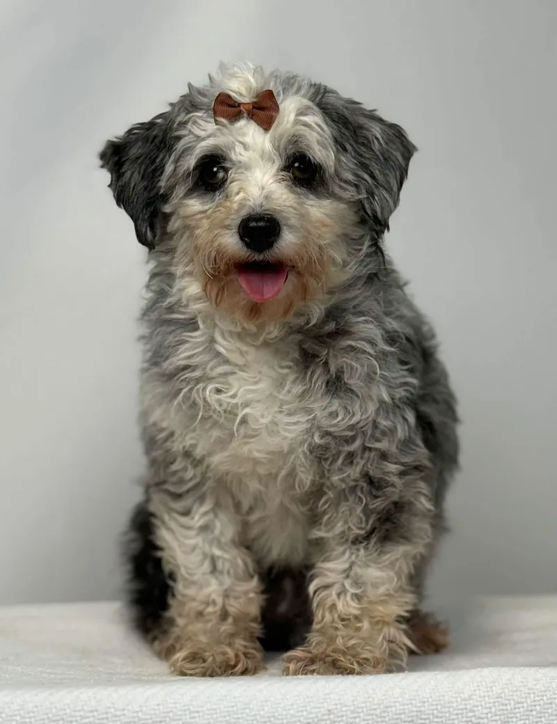 An adult small-sized female Aussiedoodle dog named Marlow for adoption in New Stanton, PA