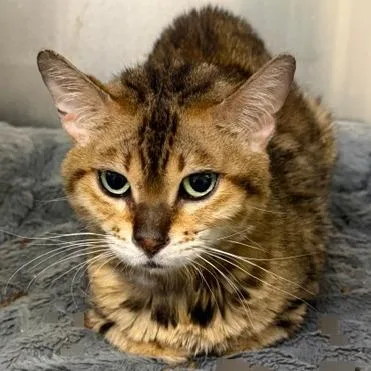 An adult medium-sized female Domestic Short Hair cat named Hazelnut for adoption in Cumming, GA