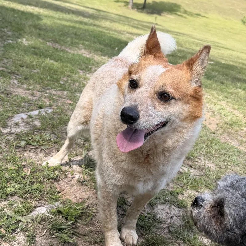 A young small-sized male Red / Chestnut / Orange Australian Cattle Dog / Blue Heeler dog named Fred for adoption in Warrior, AL