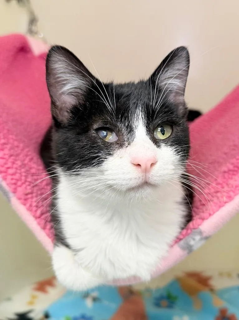 A baby medium-sized female Domestic Short Hair cat named Nickel for adoption in Menomonie, WI