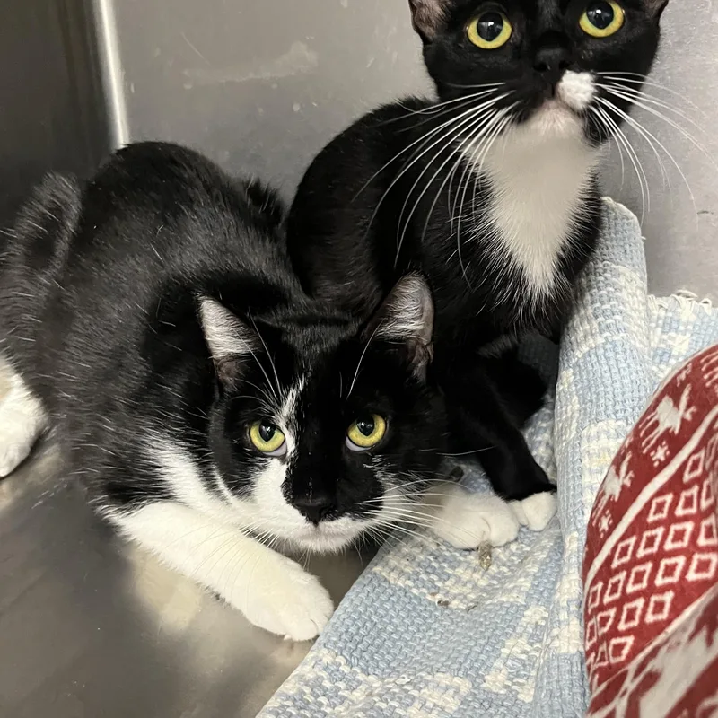 Lilo & Layla