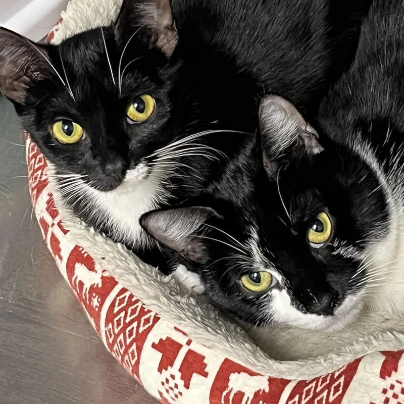Lilo & Layla thumbnail 2