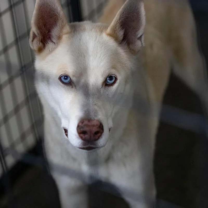 An adult medium-sized male Husky dog named Arlo for adoption in Peyton, CO