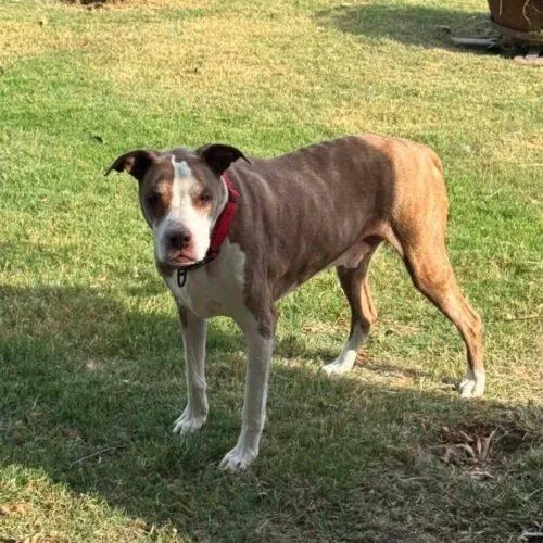 A senior medium-sized male Brown / Chocolate Pit Bull Terrier dog named Jake for adoption in Broken Arrow, OK