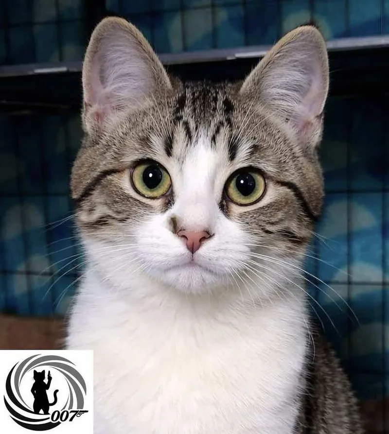 A baby medium-sized male Gray & White Domestic Short Hair cat named Bond  James Bond for adoption in Spring Branch, TX