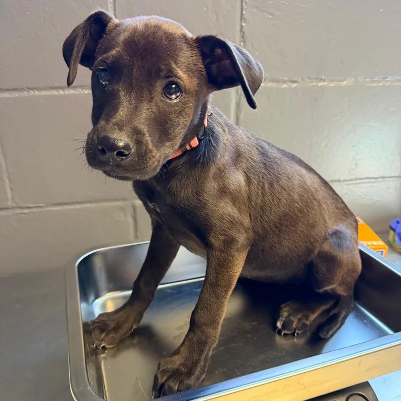 A baby small-sized female Black Labrador Retriever dog named Mocha for adoption in Pasadena , MD