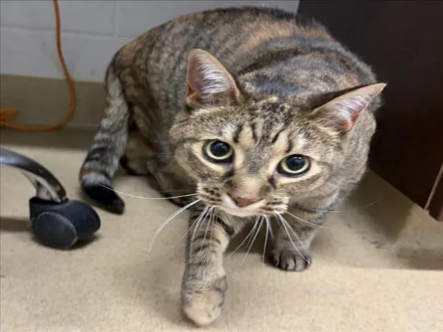 An adult medium-sized female Domestic Short Hair cat named Storm for adoption in Derwood, MD