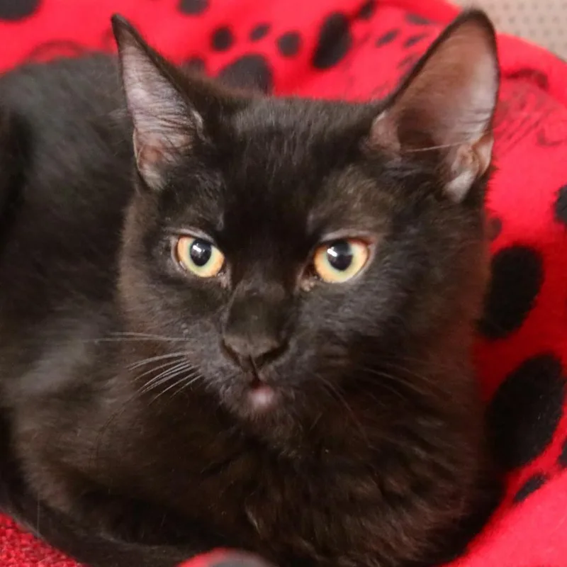 An adult medium-sized female Domestic Medium Hair cat named Boo for adoption in Sarasota, FL