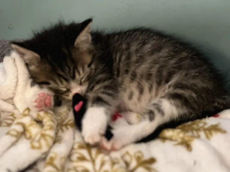 A baby small-sized female Domestic Short Hair cat named Splash for adoption in Minneapolis, MN