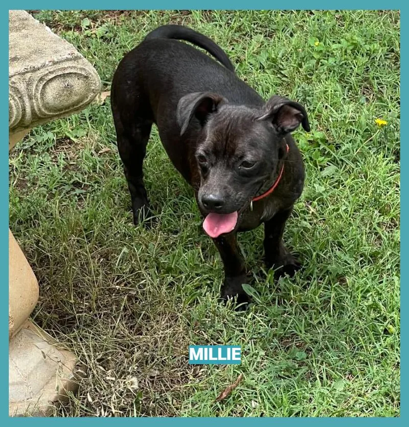 A young medium-sized female Dachshund dog named Millie for adoption in Granbury, TX