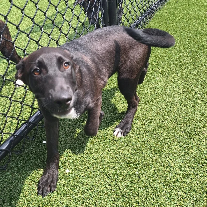 A baby medium-sized male Black Labrador Retriever dog named Yummy Nanami for adoption in LOXAHATCHEE, FL