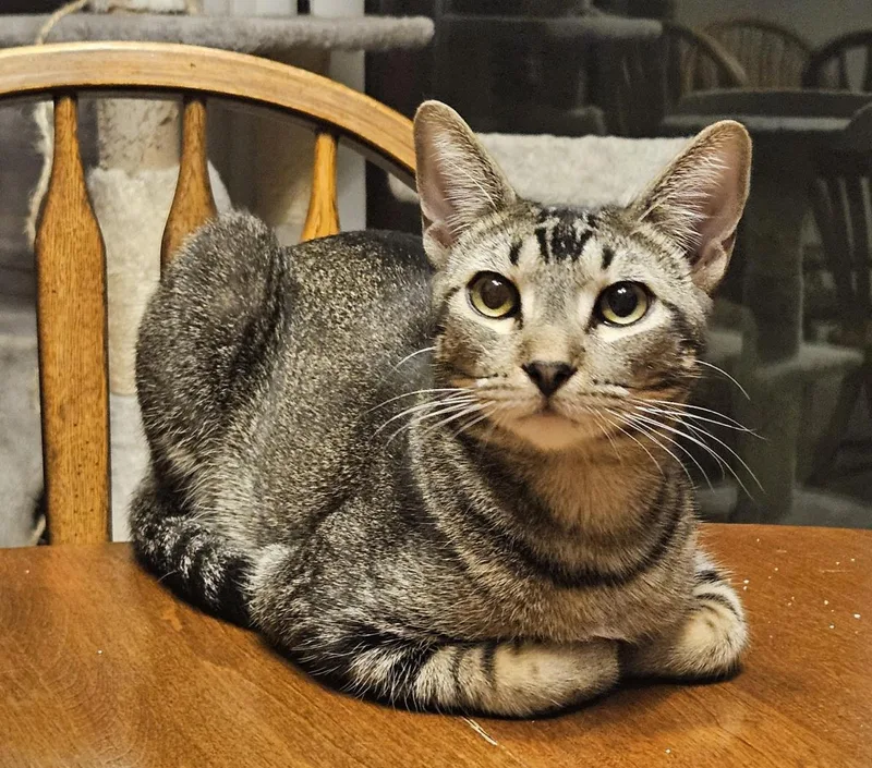 A young medium-sized male Domestic Short Hair cat named Shy Guy Iturbe for adoption in Chandler, AZ