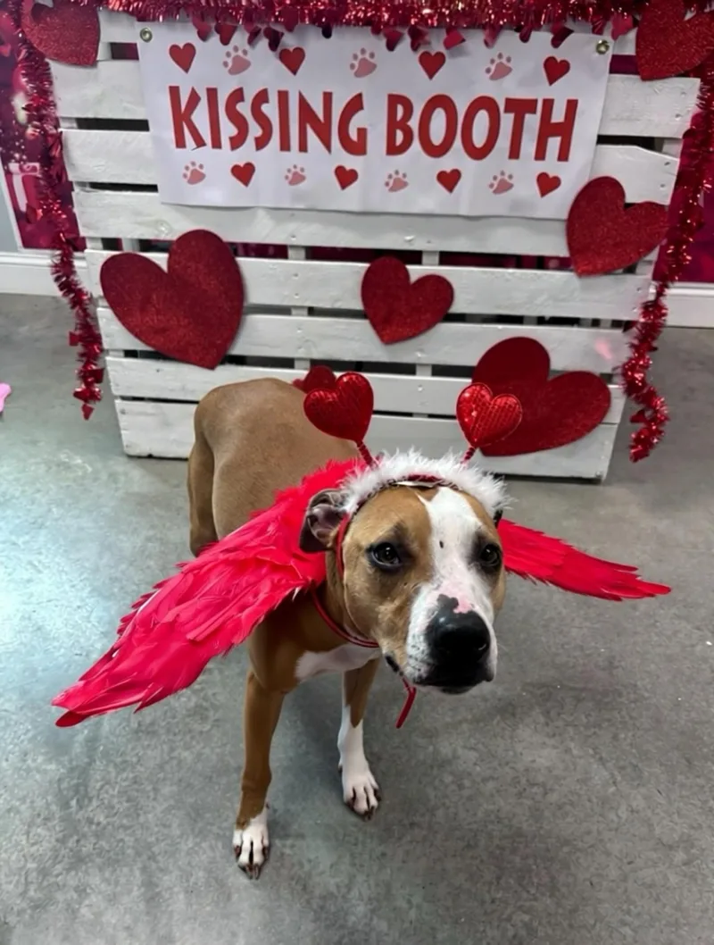 Bonded Pair Hallsey And thumbnail 5