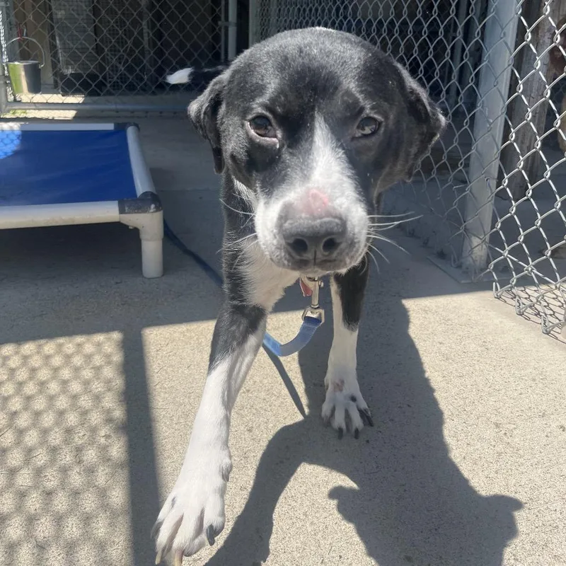 A senior medium-sized female Black Mixed Breed dog named Becky for adoption in Delaware, OH