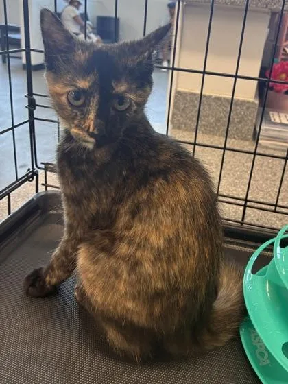 A baby small-sized female Domestic Short Hair cat named Riley for adoption in West Chester, PA
