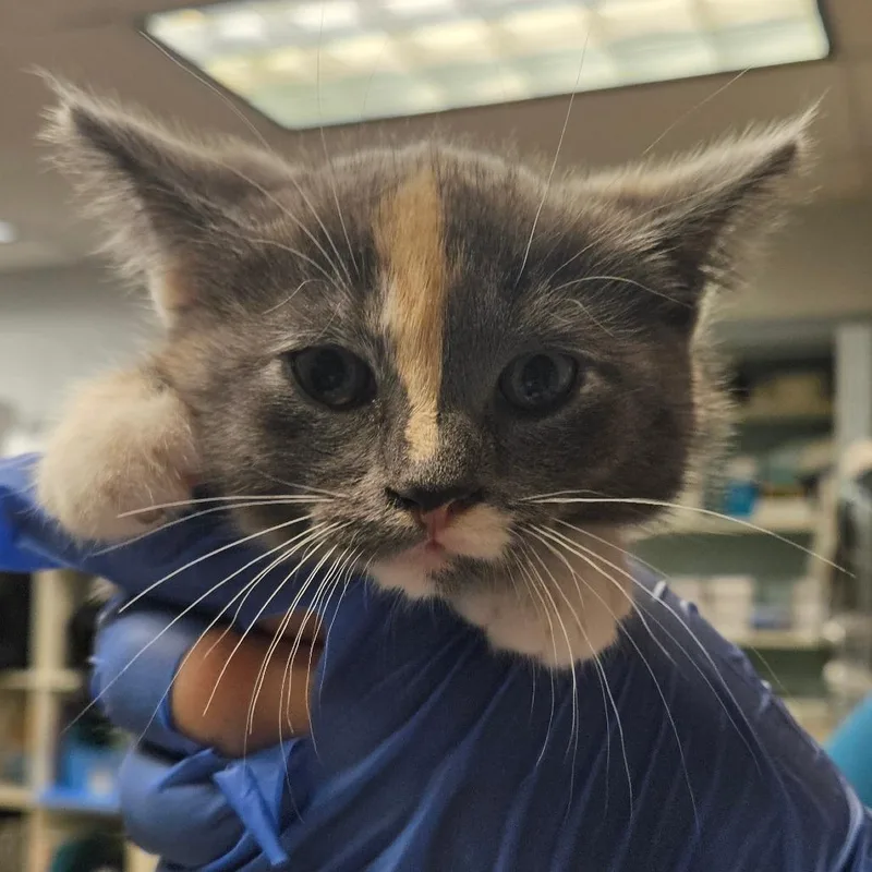 A baby small-sized female Gray / Blue / Silver Domestic Short Hair cat named Champagne Toast for adoption in Birdsboro, PA