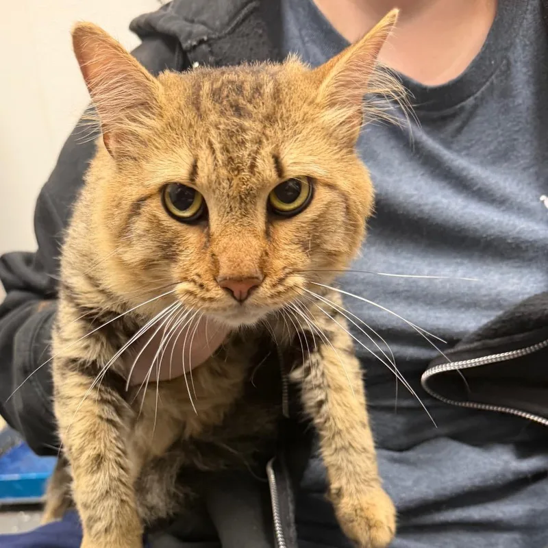 An adult medium-sized male Brown / Chocolate Domestic Medium Hair cat named Reginald for adoption in Columbiana, AL