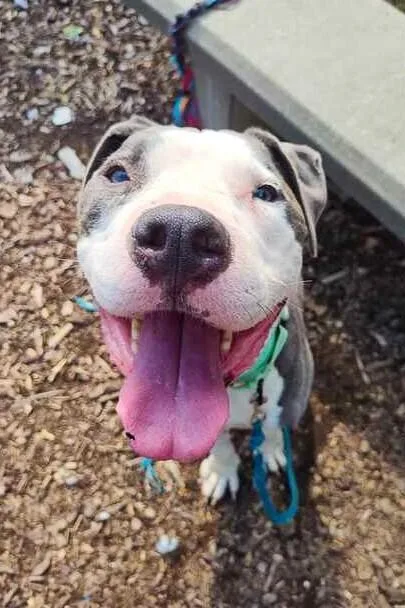 An adult large-sized male White / Cream Mixed Breed dog named Biggby for adoption in Cincinnati, OH