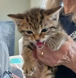 A baby medium-sized male Domestic Short Hair cat named Emory for adoption in West Memphis, AR