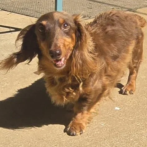 An adult small-sized male Red / Chestnut / Orange Miniature Dachshund dog named Marshall for adoption in Athens, AL