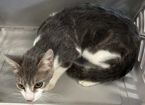 A young small-sized male Domestic Short Hair cat named Pen  Sage for adoption in Lawrenceville, GA