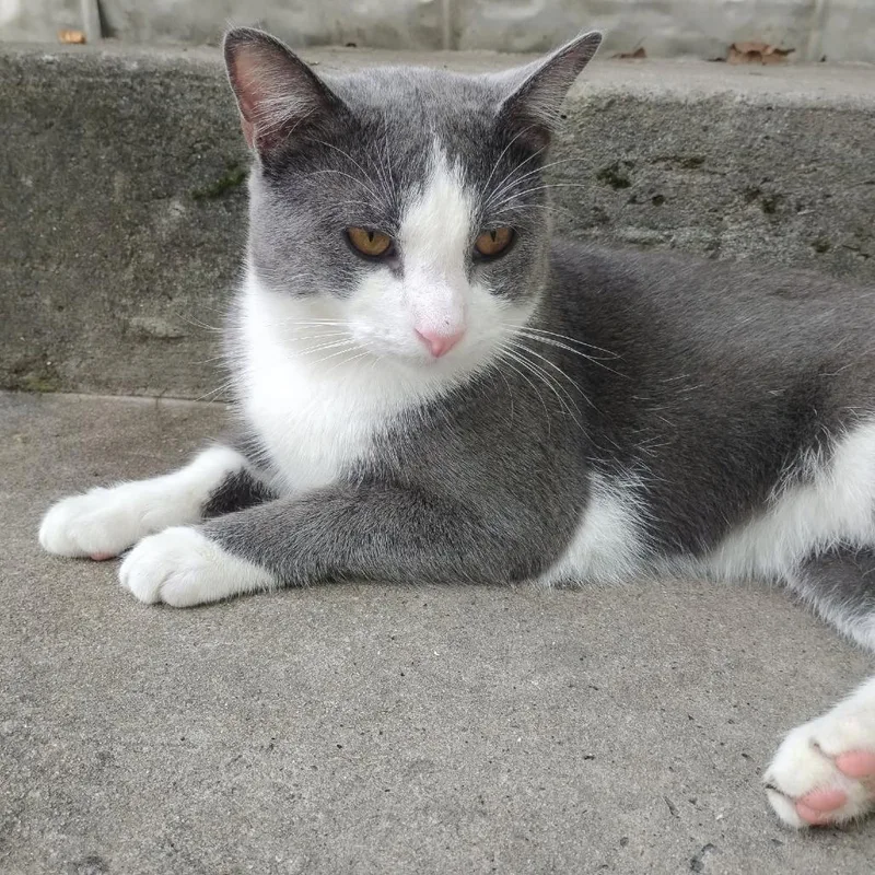 An adult medium-sized male Gray / Blue / Silver Domestic Short Hair cat named Dusky Denim for adoption in Charlottesville, VA