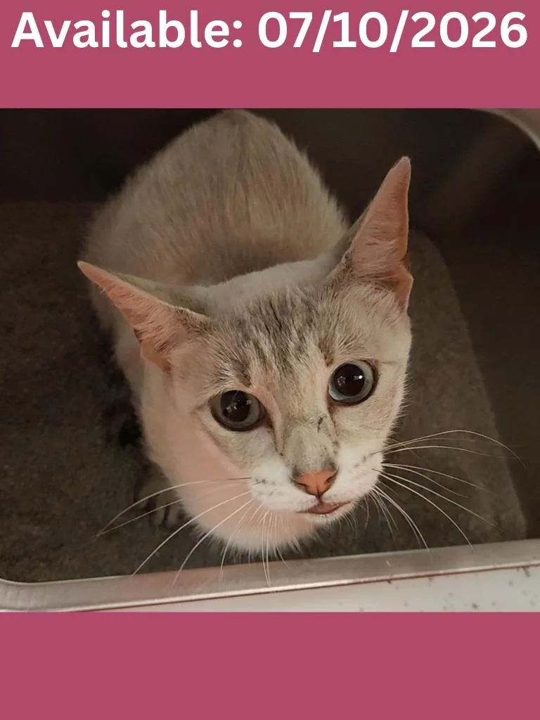 An adult medium-sized female Domestic Short Hair cat named Cat Condo for adoption in Greenville, TX
