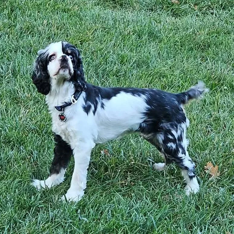 A young small-sized female White / Cream Cocker Spaniel dog named Lucy Goosey for adoption in Olathe, KS