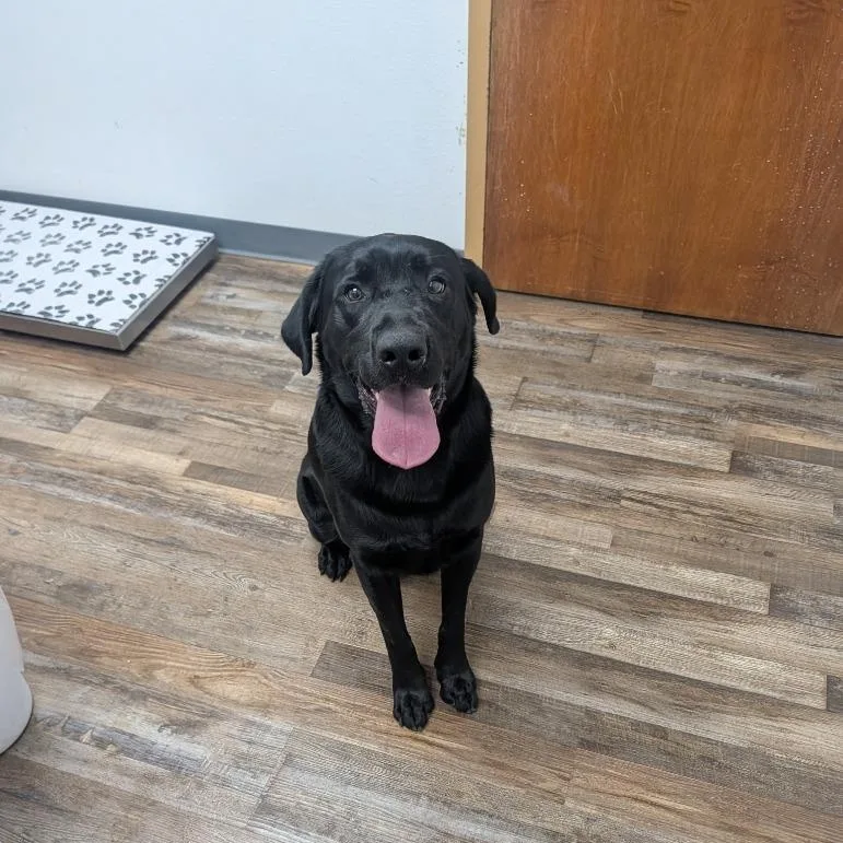 An adult large-sized male Black Labrador Retriever dog named Ernie for adoption in Oconto, WI
