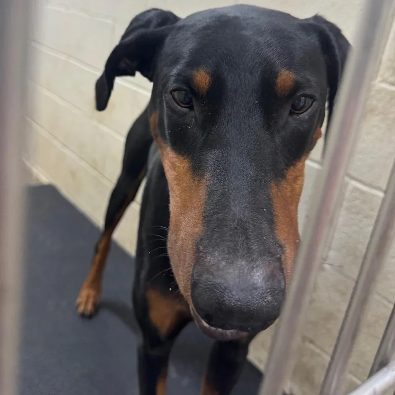 An adult large-sized male Black Doberman Pinscher dog named Kane for adoption in Madisonville, KY