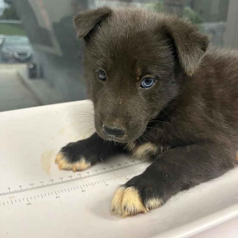 A baby small-sized male Black Mixed Breed dog named Mercury for adoption in Columbiana, AL