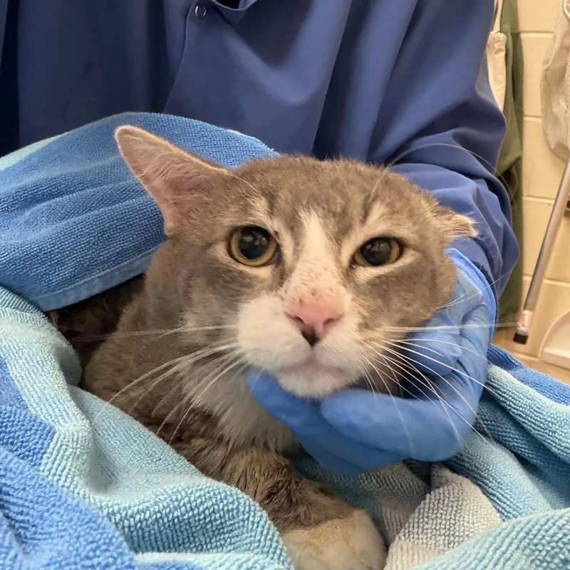 An adult large-sized male Gray / Blue / Silver Domestic Short Hair cat named Fajita for adoption in Springfield, MA