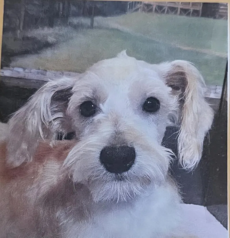A baby small-sized male Schnauzer dog named Baxter for adoption in Draper, UT