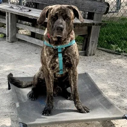 An adult large-sized male Mastiff dog named Montgomery for adoption in Wheaton, IL