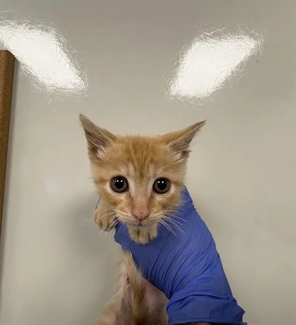 A baby small-sized male Domestic Short Hair cat named Ollie for adoption in Ontario, CA