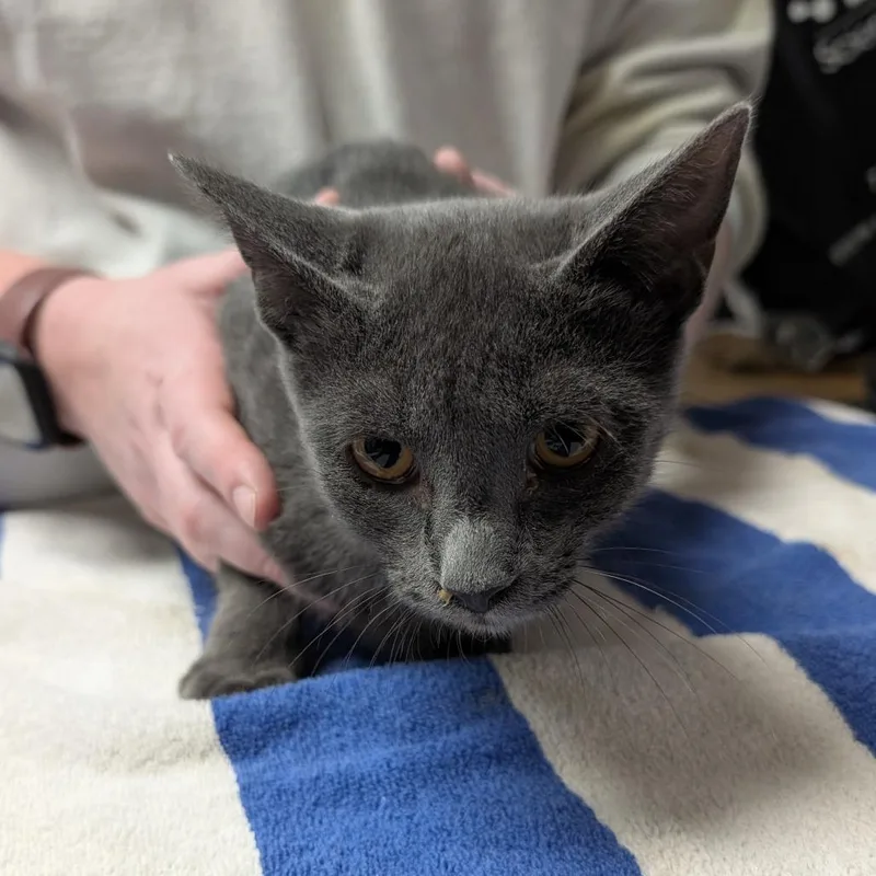 A young small-sized female Domestic Short Hair cat named Dixon for adoption in Brookfield, WI