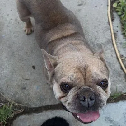 An adult small-sized male Brown / Chocolate French Bulldog dog named Milo for adoption in Turlock, CA