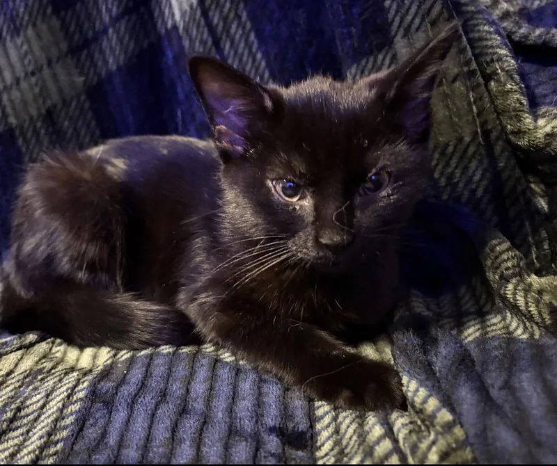 A baby small-sized female Black Domestic Short Hair cat named Betty for adoption in Maineville, OH