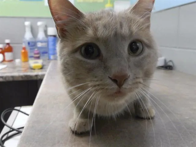 An adult medium-sized male Domestic Short Hair cat named Toby Fox for adoption in Omaha, NE