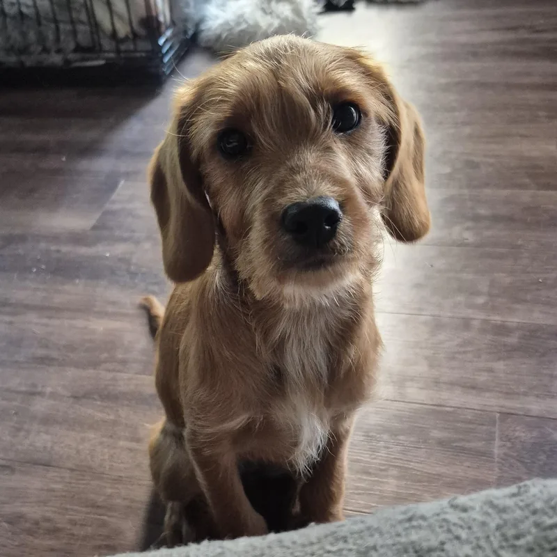 A baby medium-sized female Golden Goldendoodle dog named Waffle for adoption in Albany, NY