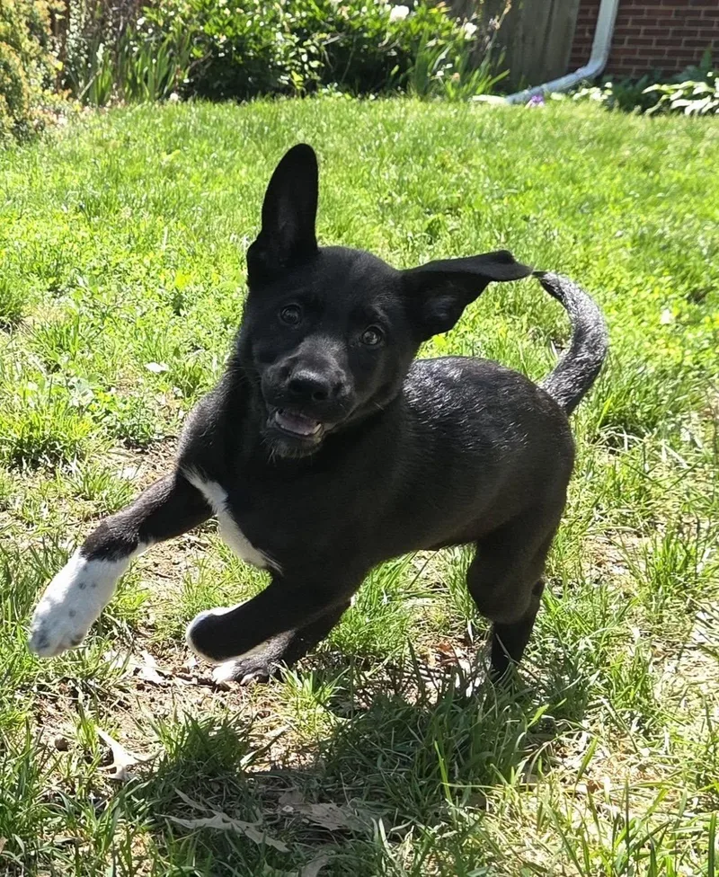 Hazel