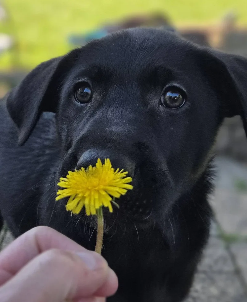 Hazel thumbnail 4