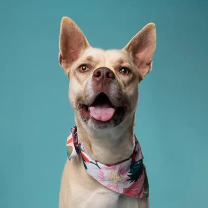 An adult large-sized female German Shepherd Dog dog named Lulu for adoption in Atlanta, GA