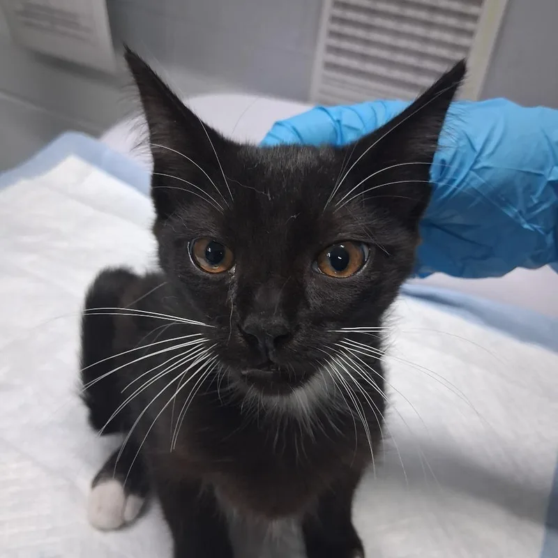 A baby small-sized male White Domestic Short Hair cat named Onyx for adoption in Summerville, SC