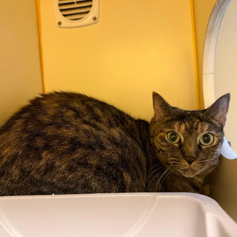 An adult small-sized female Black Domestic Short Hair cat named Dottie for adoption in Norman, OK