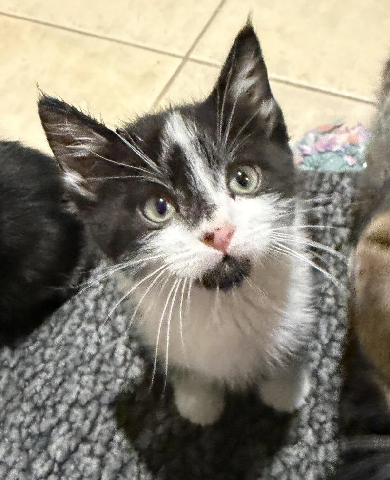 A baby medium-sized male Black & White / Tuxedo Domestic Short Hair cat named Derek for adoption in East Hanover, NJ