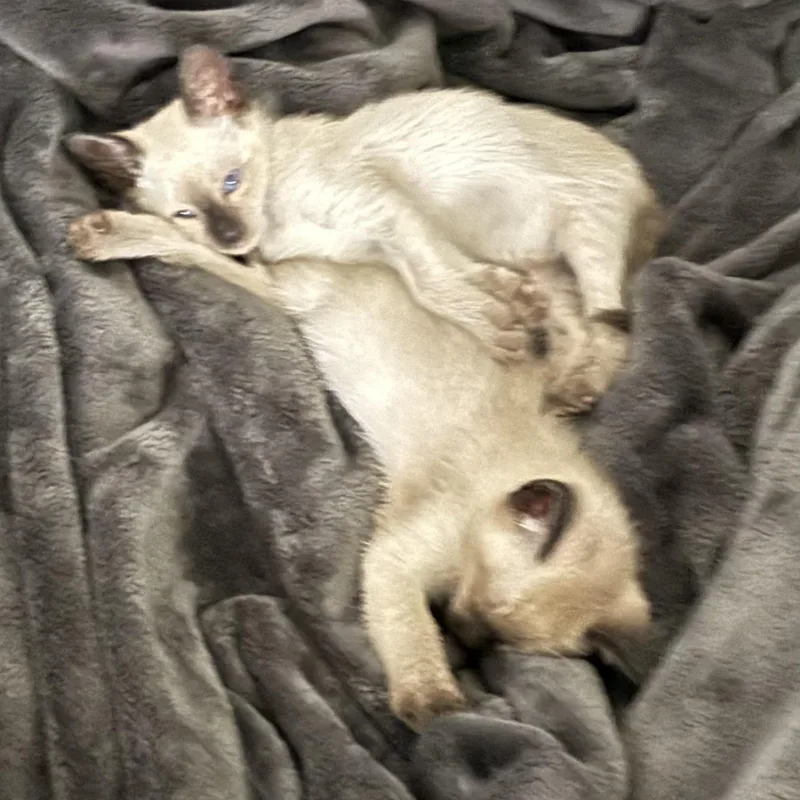 A baby medium-sized female Siamese cat named Ruby & Queenie for adoption in North Bergen, NJ