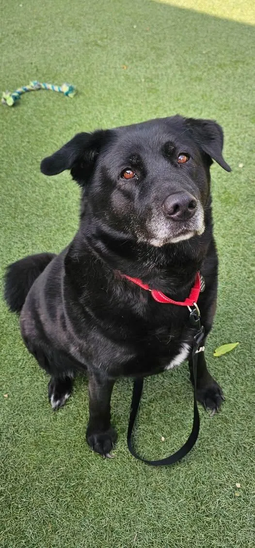 An adult large-sized female Labrador Retriever dog named Lacey for adoption in Breinigsville, PA