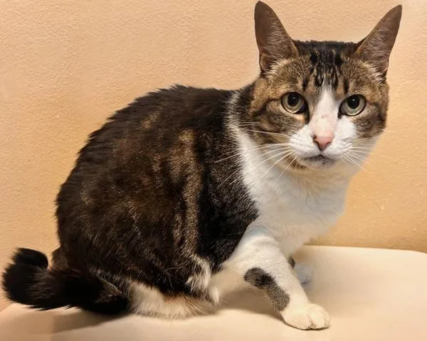 A senior medium-sized female Domestic Long Hair cat named Nala for adoption in Oceanside, CA