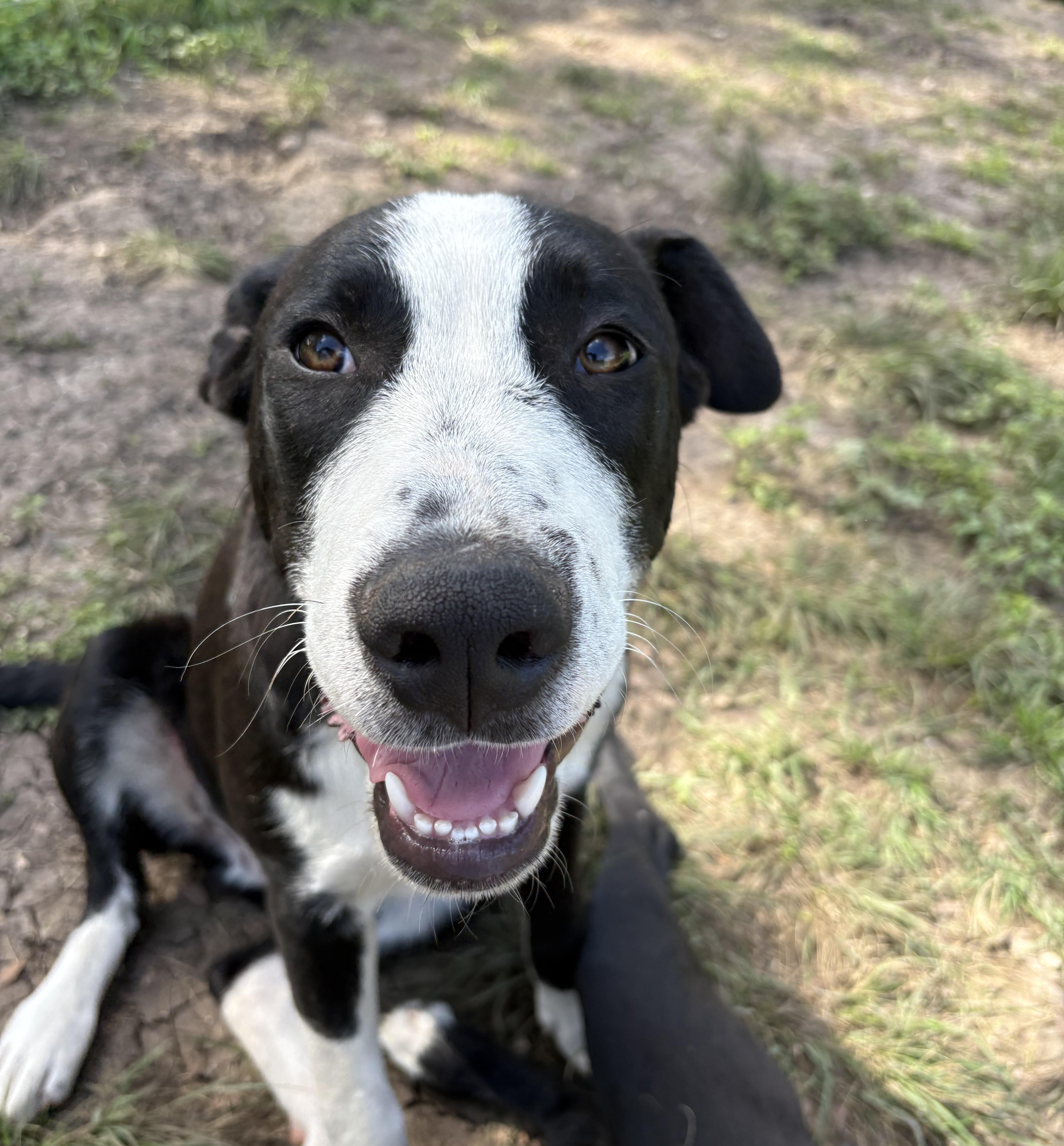 A baby medium-sized male Black Labrador Retriever dog named Elliot for adoption in Boerne, TX